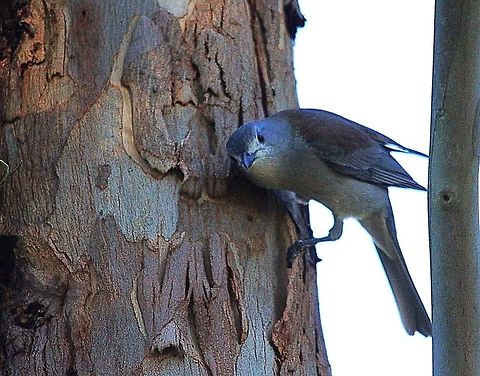 Grey Shrike -thrush, listening for insects under tree bark.  Colluricincla harmonica,Eamw birds,Grey Shrike-thrush