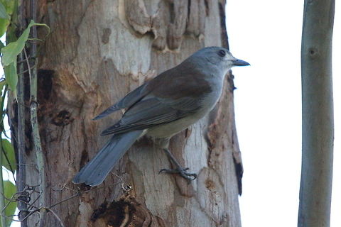 Grey Shrike -thrush  Colluricincla harmonica,Eamw birds,Grey Shrike-thrush