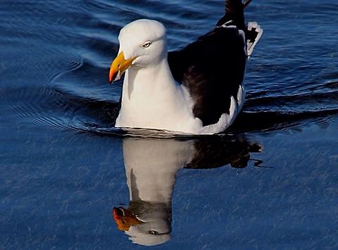 Pacific gull - Larus pacificus  Australia,Eamw birds,Geotagged,Larus pacificus,Pacific Gull