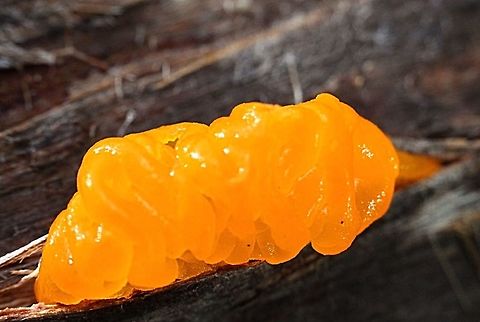 In Australia we call it Witches butter.  Eamw fungi,Tremella mesenterica