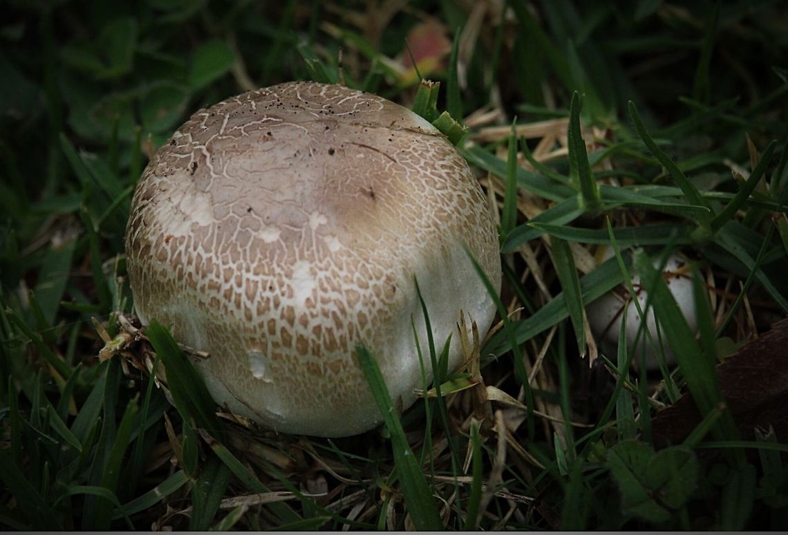 Yellow stainer  Agaricus xanthodermus,Eamw fungi