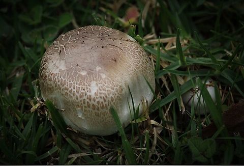 Yellow stainer  Agaricus xanthodermus,Eamw fungi
