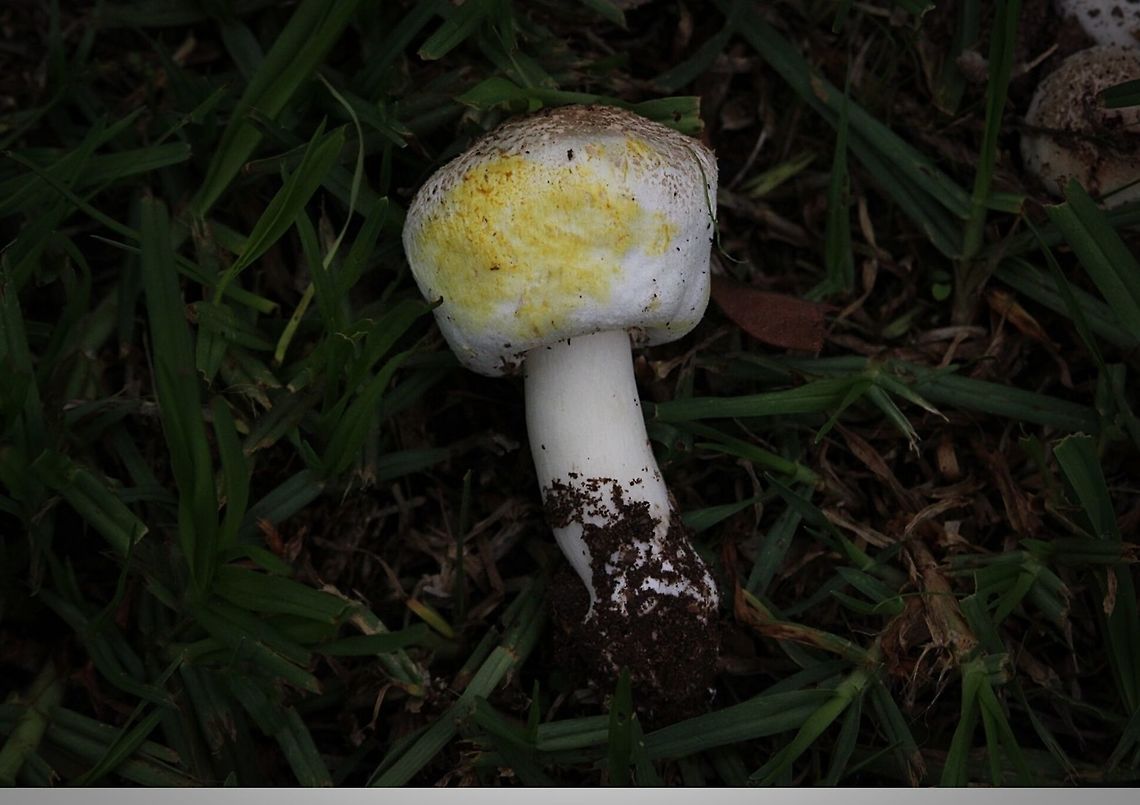 Easily confused with edible mushrooms.  Agaricus xanthodermus,Eamw fungi