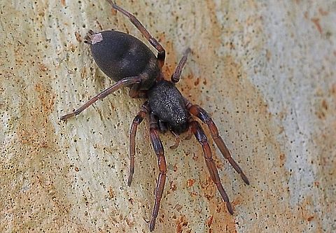 White - tailed spider ( female)  Australia,Eamw spiders,Geotagged,Lampona cylindrata,White-tip spider
