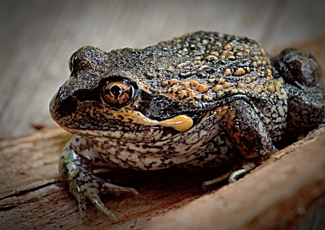 Eastern banjo frog , also called locally Pobblebonk due to its call.  Eamw frogs,Eastern banjo frog,Limnodynastes dumerilii