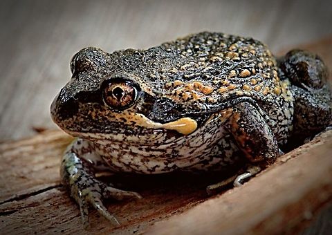 Eastern banjo frog , also called locally Pobblebonk due to its call.  Eamw frogs,Eastern banjo frog,Limnodynastes dumerilii