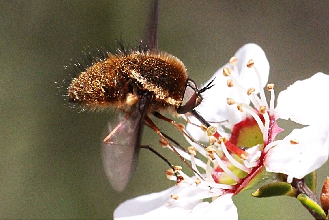Bee fly feeding on coastal tea tree flowers  Bee fly,Bombyliidae,Eamw flies,Leptospermum laevigatum