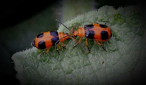 Banded pumpkin beetle found on wild cucurbit plant  Aulacophora hilaris,Eamw beetles