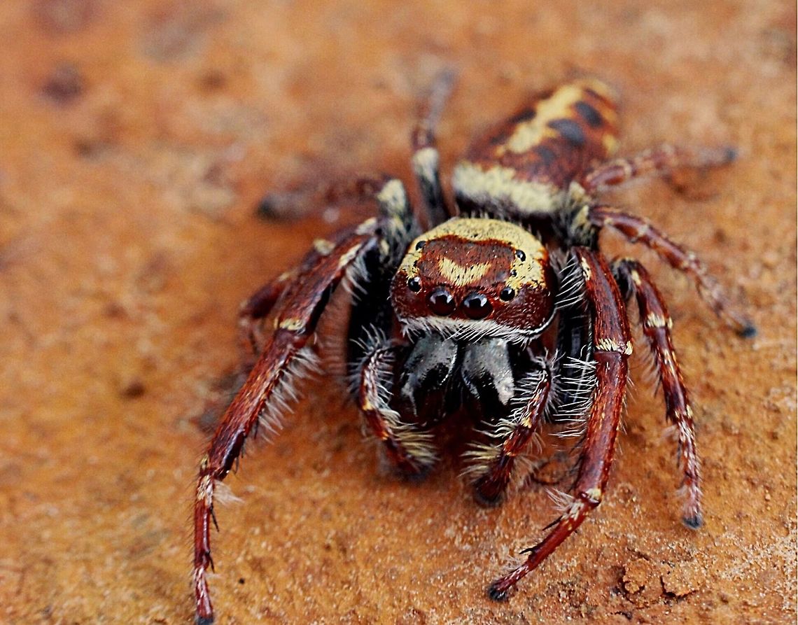Jumping spider  Australia,Eamw spiders,Geotagged,Opisthoncus alborufescens