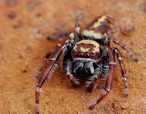 Jumping spider  Australia,Eamw spiders,Geotagged,Opisthoncus alborufescens