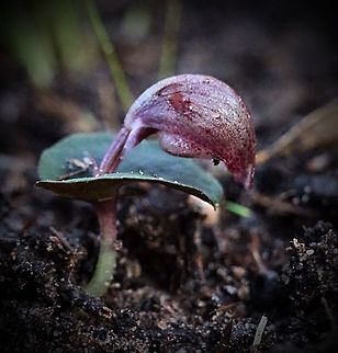 Spurred helmet orchid  Corybas aconitiflorus,Eamw orchids