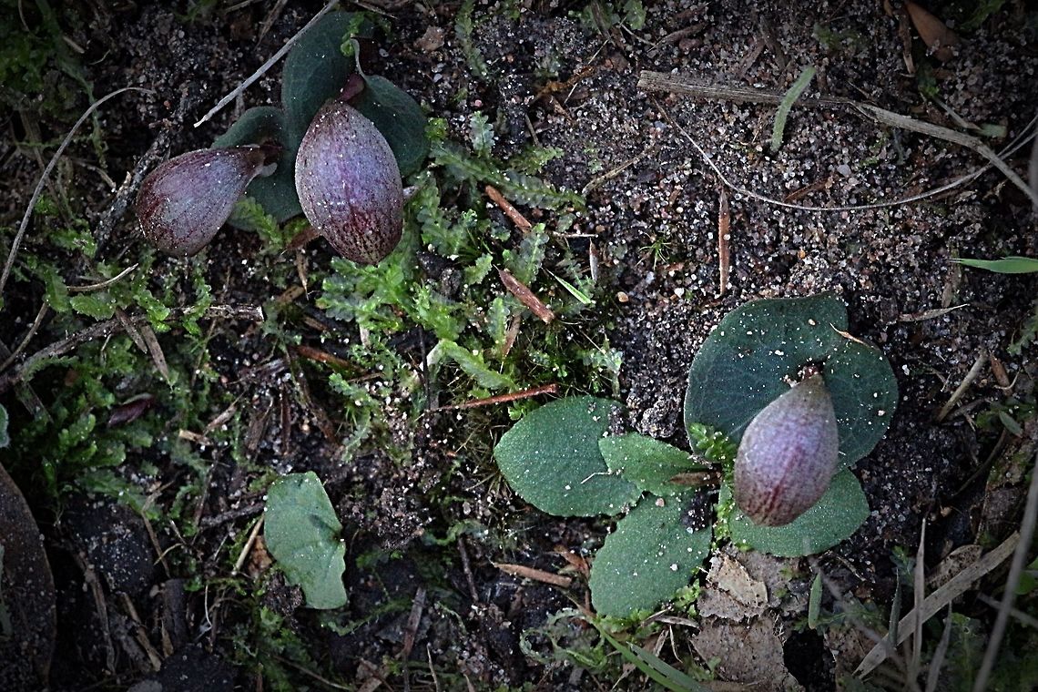 Spurred Helmet Orchid  Corybas aconitiflorus,Eamw orchids