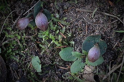 Corybas aconitiflorus
