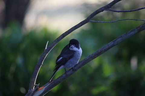 Pied Butcherbird  Cracticus nigrogularis,Eamw birds,Pied Butcherbird