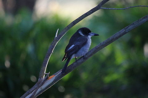 Pied Butcherbird  Cracticus nigrogularis,Eamw birds,Pied butcherbird