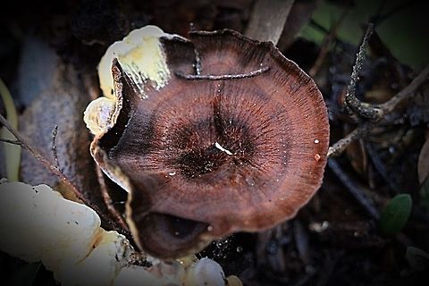 Coltricia australica  Coltricia australica,Eamw fungi