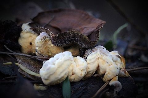 Coltricia australica A yellowish parasitic fungi can be seen growing on the underside. Coltricia australica,Eamw fungi