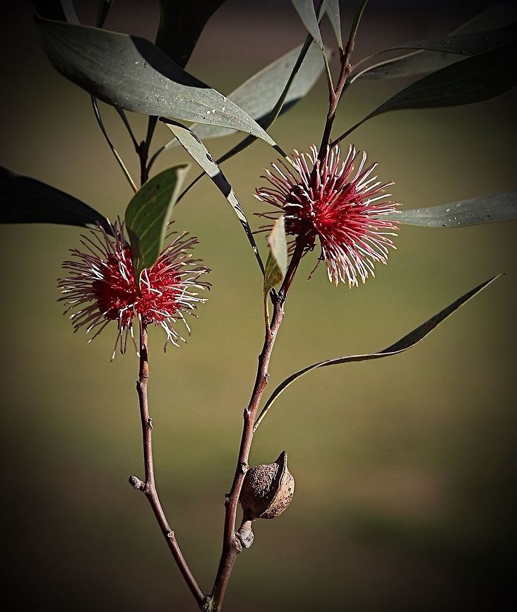Pincushion Hakea (flowers, leaves and ripe seed pod )  Eamw flora,Hakea laurina