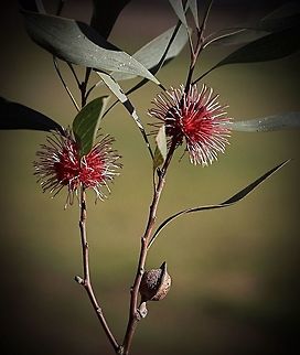 Pincushion Hakea (flowers, leaves and ripe seed pod )  Eamw flora,Hakea laurina