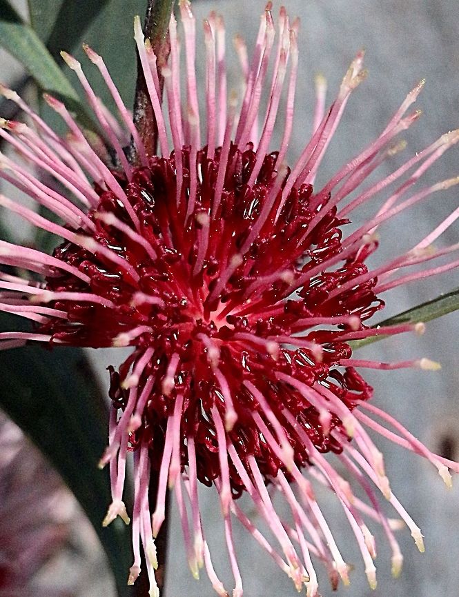 Pincushion Hakea ( single flower)  Eamw flora,Hakea laurina