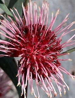 Pincushion Hakea ( single flower)  Eamw flora,Hakea laurina