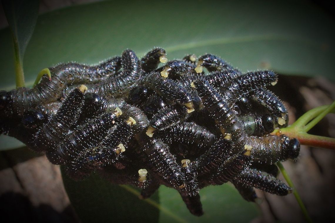 A cluster of sawfly larvae resting on a eucalyptus branch  Eamw sawflies,Perga dorsalis,Steel-blue Sawfly