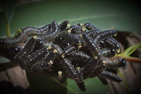 A cluster of sawfly larvae resting on a eucalyptus branch  Eamw sawflies,Perga dorsalis,Steel-blue Sawfly