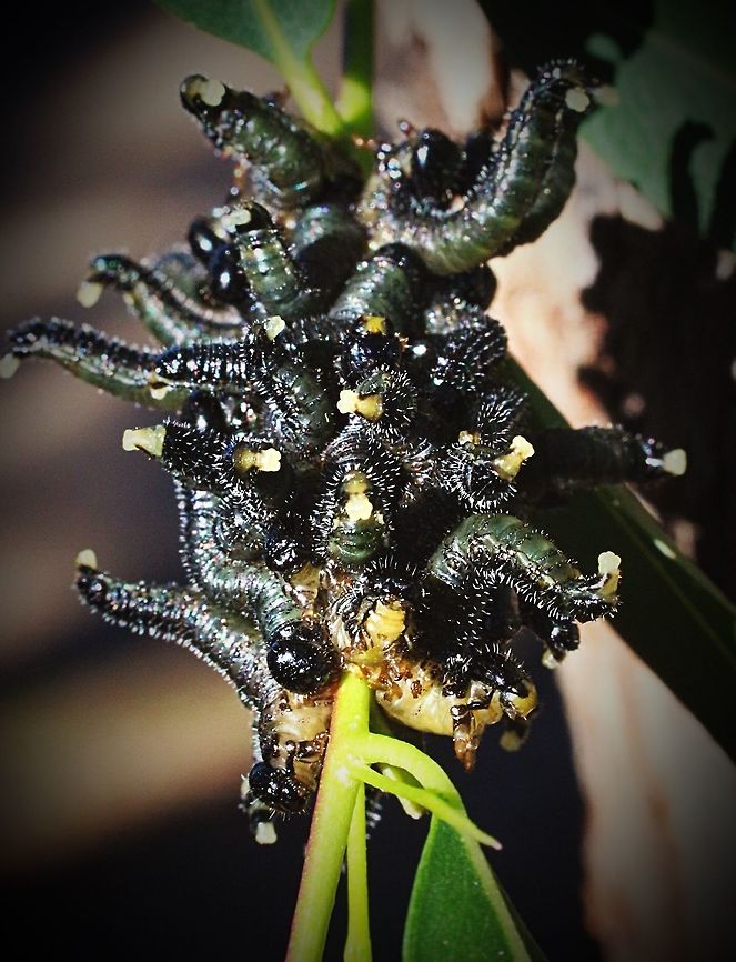 Cluster of sawfly larvae rearing up when disturbed .  Eamw sawflies,Perga dorsalis,Steel-blue Sawfly