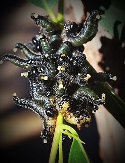 Cluster of sawfly larvae rearing up when disturbed .  Eamw sawflies,Perga dorsalis,Steel-blue Sawfly