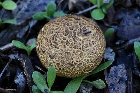 Common earthball  Common Earthball,Eamw fungi,Scleroderma citrinum