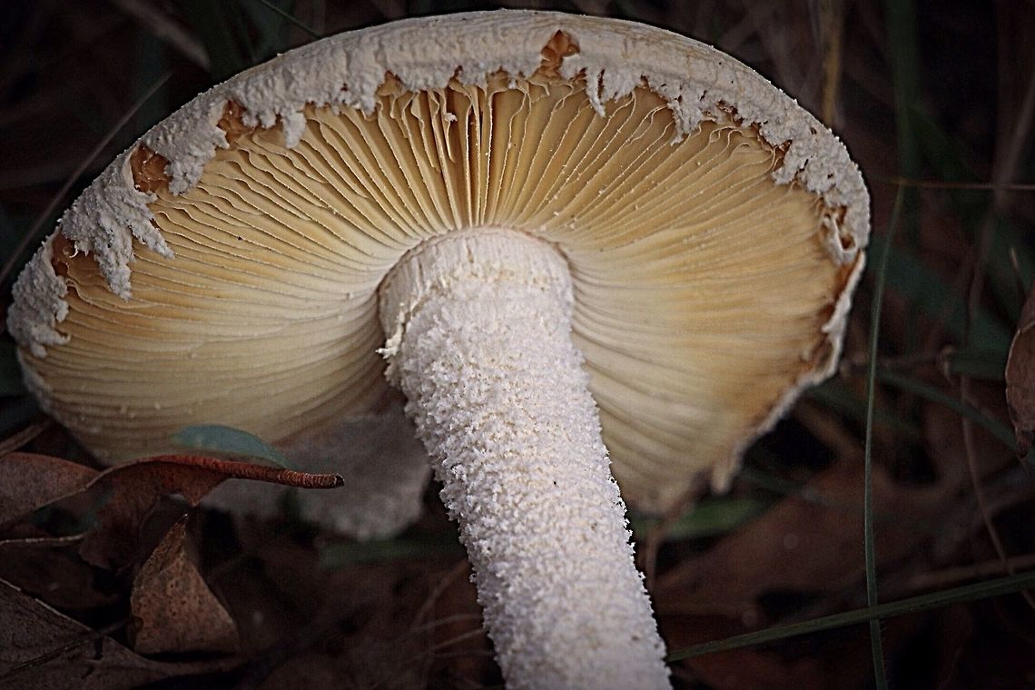 Amanita ananiceps - showing details of gills and stem  Amanita ananiceps,Eamw fungi