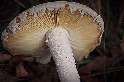 Amanita ananiceps - showing details of gills and stem  Amanita ananiceps,Eamw fungi