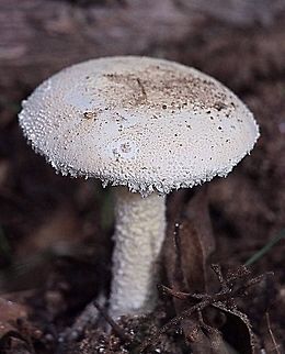 Amanita ananiceps  Amanita ananiceps,Eamw fungi