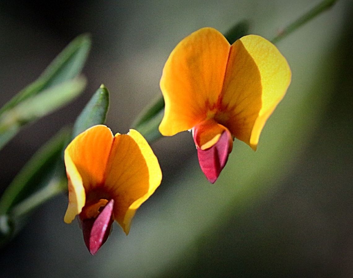 Bossiaea obcordata - a bit of colour in winter  Bossiaea obcordata,Eamw flora,Eamw native pea,Spiny bossiaea