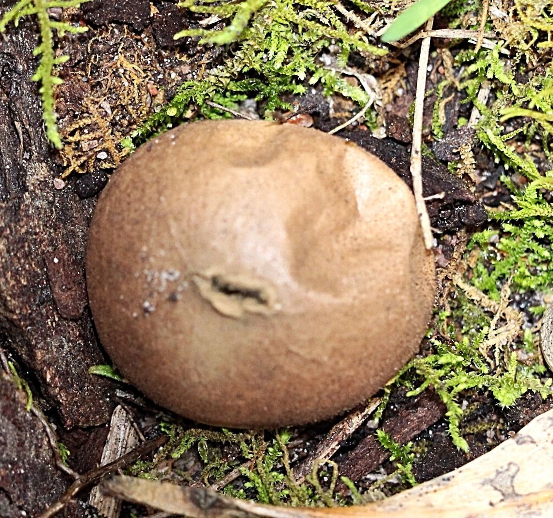 Just one puffball by itselfs  Eamw fungi,Lycoperdon pyriforme,Pear-shaped Puffball