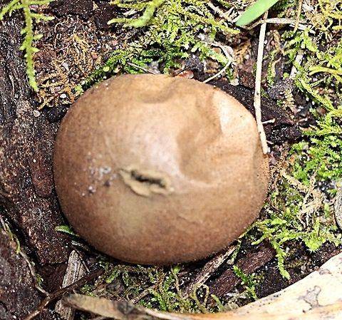 Just one puffball by itselfs  Eamw fungi,Lycoperdon pyriforme,Pear-shaped Puffball