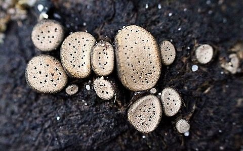 Dung button fungi Small round or oval shaped discs on decomposing macropod dung . Top of disks have very small holes to release fungal spores. Eamw fungi,Kangaroo dung,Poronia erici,Small Dung Button