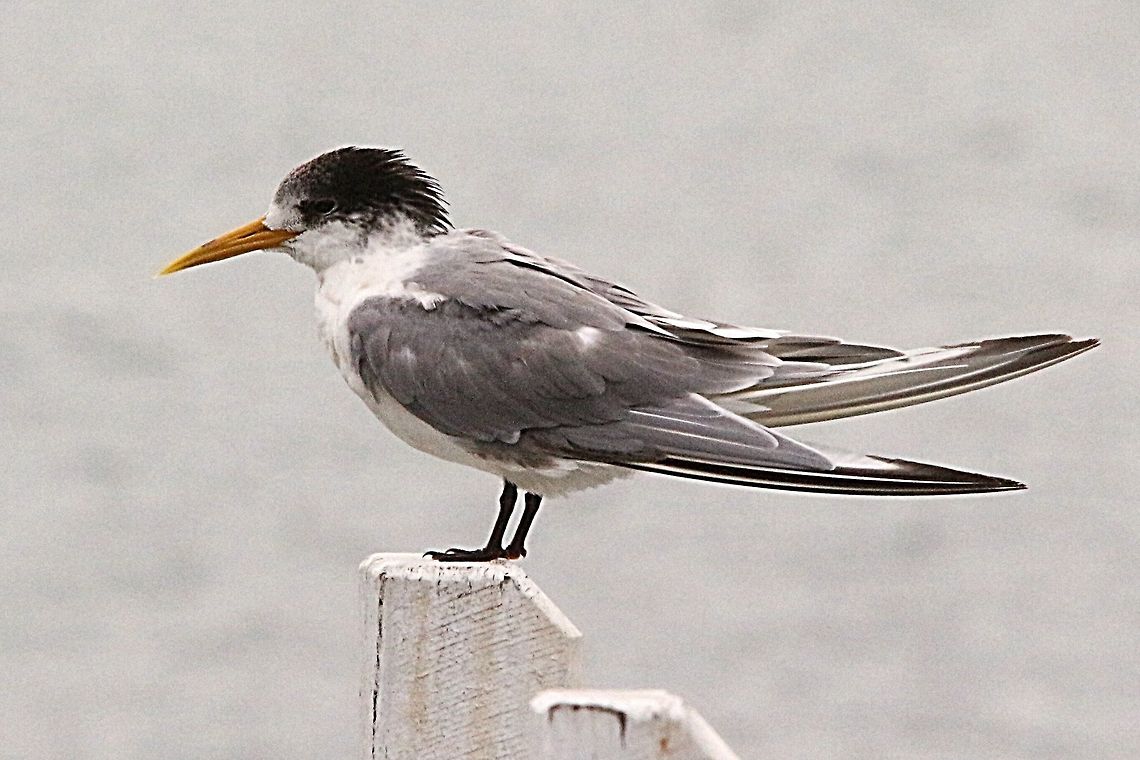 Greater crested tern  Eamw birds,Greater crested tern,Thalasseus bergii