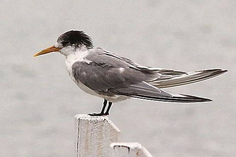Greater crested tern  Eamw birds,Greater crested tern,Thalasseus bergii