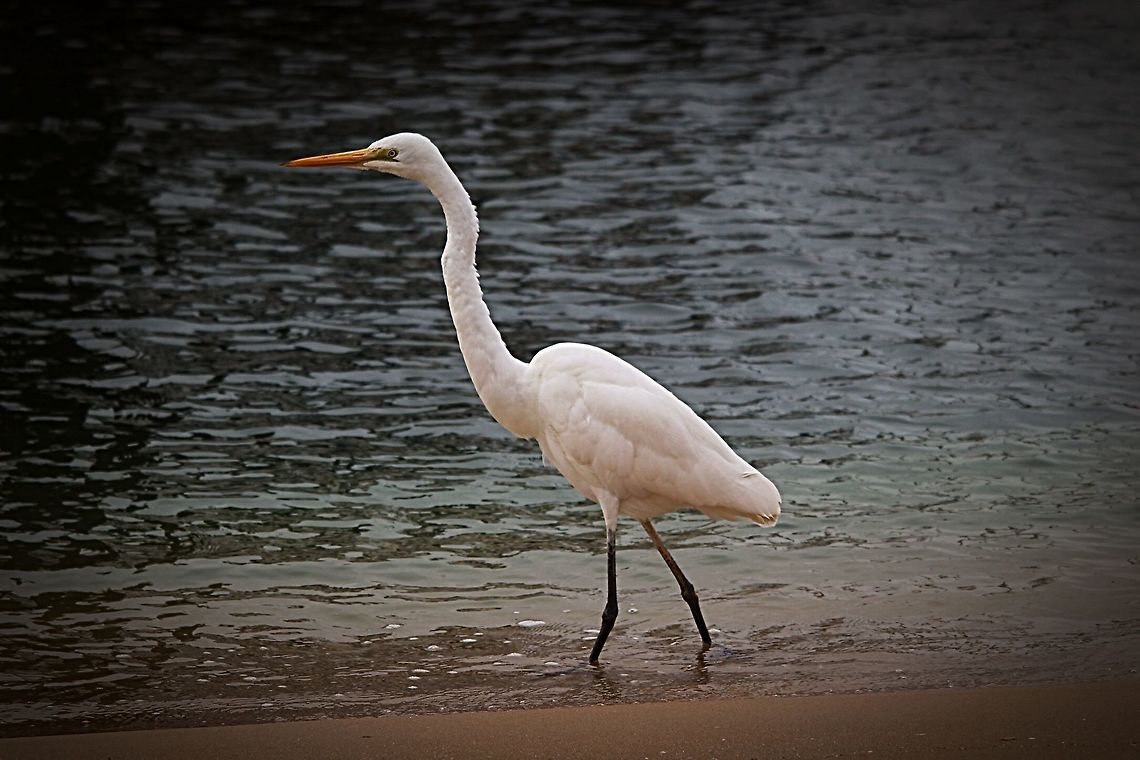 Eastern Great Egred - Ardea alba  Ardea alba modesta,Australia,Eamw birds,Eastern Great Egret,Geotagged