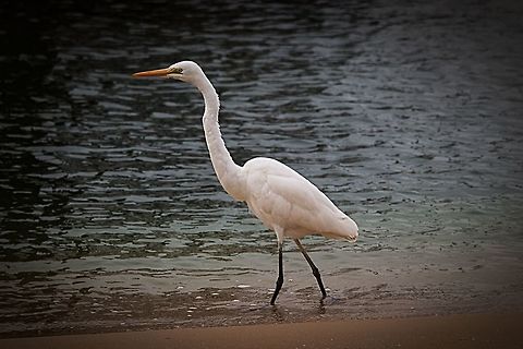Eastern Great Egred - Ardea alba  Ardea alba modesta,Australia,Eamw birds,Eastern Great Egret,Geotagged