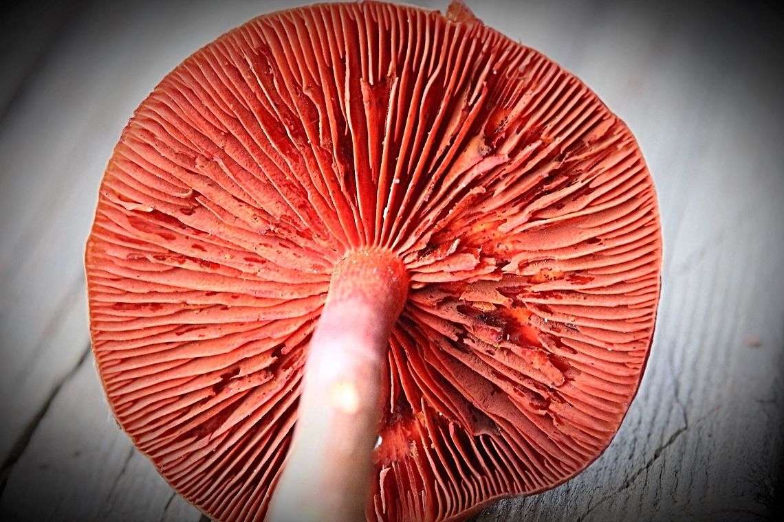 Cortinarius semisanguineus Details of gills Australia,Cortinarius,Cortinarius semisanguineus,EW cortinarius,Eamw fungi,Geotagged,cortinarius semisanguineus