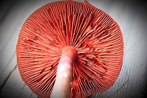 Cortinarius semisanguineus Details of gills Australia,Cortinarius,Cortinarius semisanguineus,EW cortinarius,Eamw fungi,Geotagged,cortinarius semisanguineus