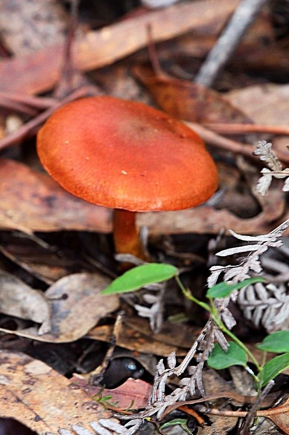 Cortinarius semisanguineus Profile photo Australia,Cortinarius,Cortinarius semisanguineus,EW cortinarius,Eamw fungi,Geotagged,cortinarius semisanguineus
