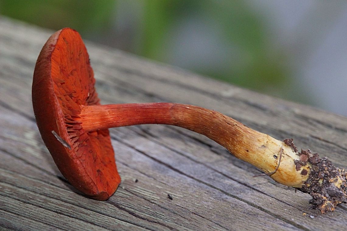 Cortinarius persplendidus Underside and stem Bairnsdale Vic,Cortinarius persplendidus,Cortinarius semisanguineus,EW cortinarius,Eamw fungi,Fungi,cortinarius semisanguineus