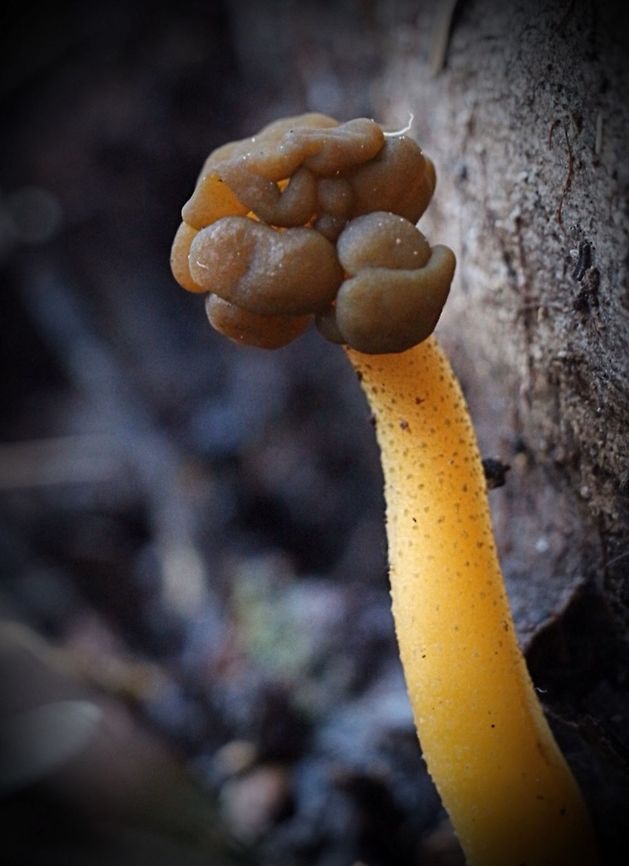Jelly baby- happy to find this one .  Australia,Eamw fungi,Geotagged,Jelly baby,Leotia lubrica