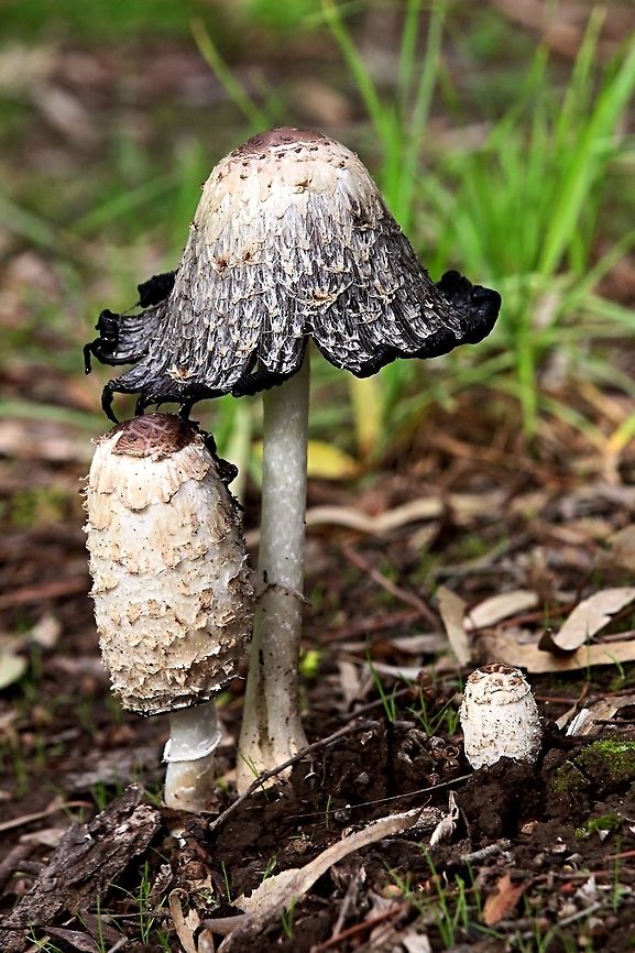 Shaggy ink cap three stages.  Coprinus comatus,Eamw fungi,Shaggy ink cap