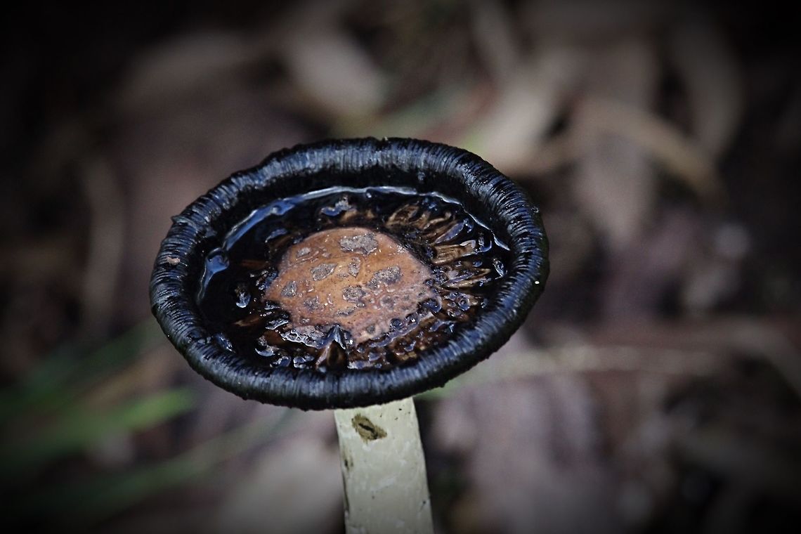 That is why it is called a ink cap  Coprinus comatus,Eamw fungi,Shaggy ink cap