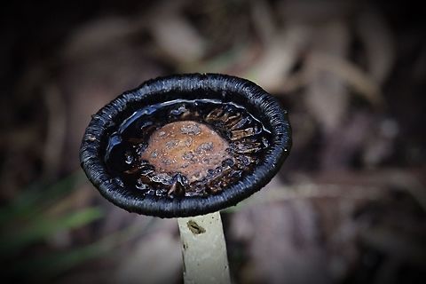 That is why it is called a ink cap  Coprinus comatus,Eamw fungi,Shaggy ink cap