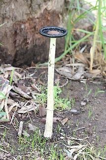 Shaggy ink cap , the pileus all disolved . The highest I have seen - almost 28 cm  Coprinus comatus,Eamw fungi,Shaggy ink cap